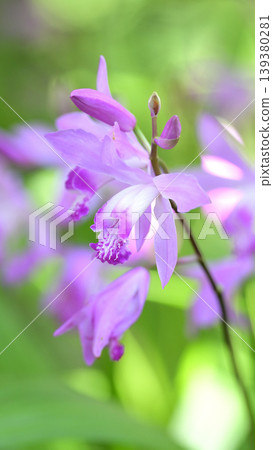 A background image of a purple orchid flower bathed in soft light, creating a calming, natural image. A background image of a purple orchid flower bathed in soft light, creating a calming, natural image. 139380281