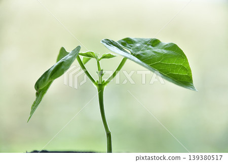 Photographing bean seedlings Photographing bean seedlings 139380517