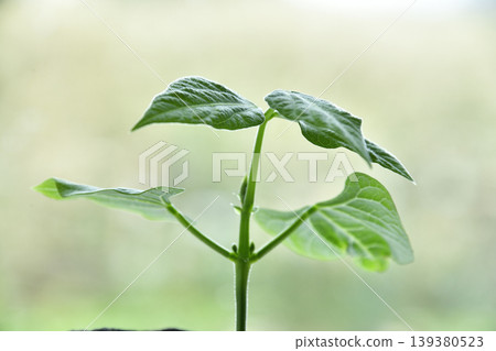 Photographing bean seedlings Photographing bean seedlings 139380523
