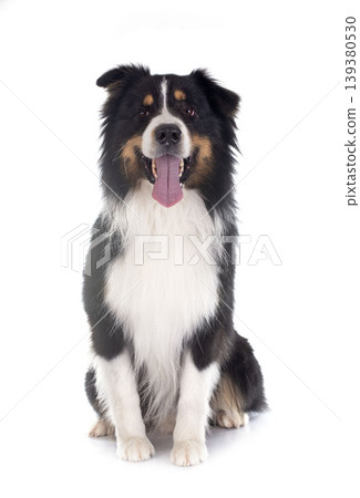 australian shepherd australian shepherd 139380530
