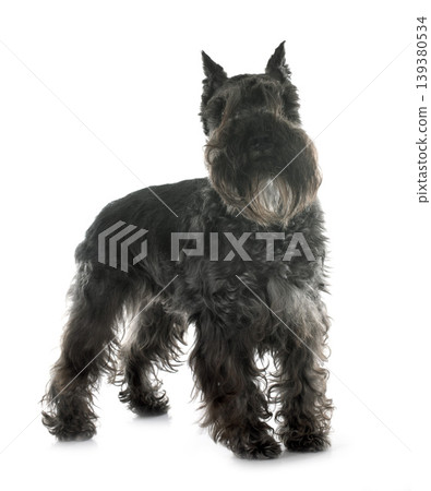 miniature schnauzer miniature schnauzer 139380534