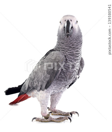 African grey parrot African grey parrot 139380541