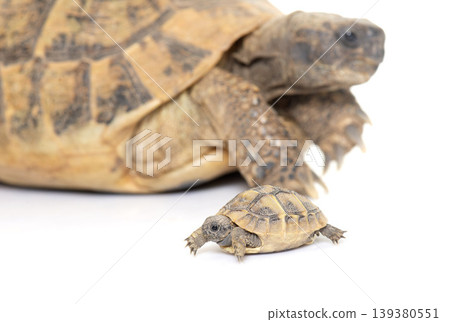 Hermanns Tortoise and baby turtles Hermanns Tortoise and baby turtles 139380551