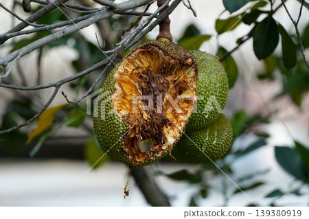 Half-eaten ripe jackfruit hanging on tree, damaged by squirrels Half-eaten ripe jackfruit hanging on tree, damaged by squirrels 139380919
