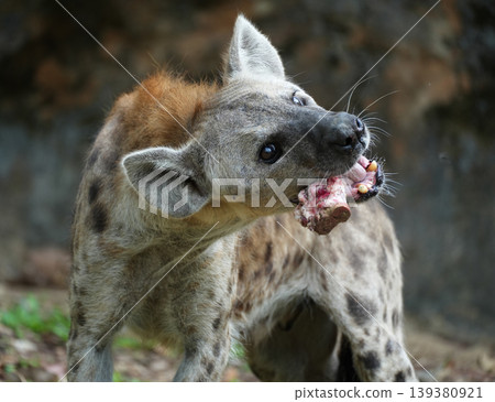 Spotted hyena scavenging and crushing bones of a carcass Spotted hyena scavenging and crushing bones of a carcass 139380921