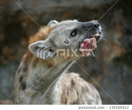 Spotted hyena scavenging and crushing bones of a carcass Spotted hyena scavenging and crushing bones of a carcass 139380922