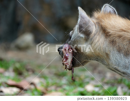 Spotted hyena scavenging and crushing bones of a carcass Spotted hyena scavenging and crushing bones of a carcass 139380923