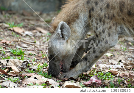 Spotted hyena scavenging and crushing bones of a carcass Spotted hyena scavenging and crushing bones of a carcass 139380925