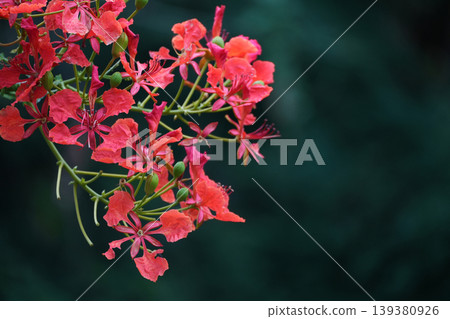 Beautiful red peacock flower blooming on a branch with blurred green nature background Beautiful red peacock flower blooming on a branch with blurred green nature background 139380926