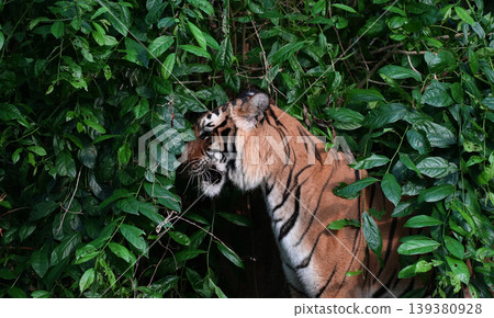 Close-up of an Indochinese tiger camouflaged and lurking in dense green bushes 139380928