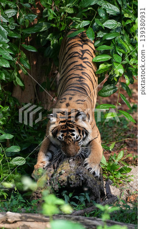 Indochinese tiger sharpening its claws on a tree trunk in a lush green tropical forest 139380931