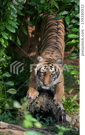 Indochinese tiger sharpening its claws on a tree trunk in a lush green tropical forest 139380932