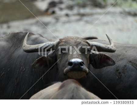 Close-up portrait of a water buffalo staring at the camera Close-up portrait of a water buffalo staring at the camera 139380933