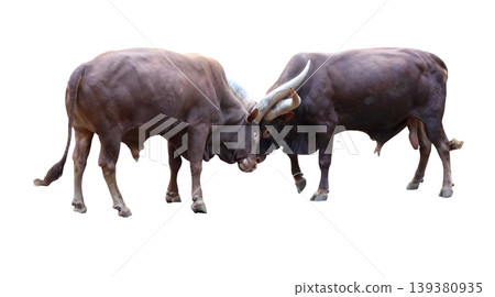 Two powerful male Ankole-Watusi bulls fighting  isolated 139380935