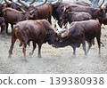 Two powerful male Ankole-Watusi bulls fighting 139380938