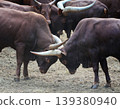 Two powerful male Ankole-Watusi bulls fighting 139380940