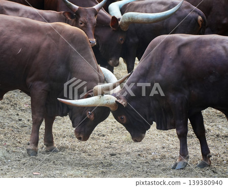 Two powerful male Ankole-Watusi bulls fighting 139380940