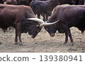 Two powerful male Ankole-Watusi bulls fighting 139380941