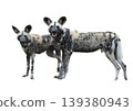 Close-up portrait of an African wild dog with large rounded ears 139380943