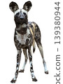 Close-up portrait of an African wild dog with large rounded ears 139380944