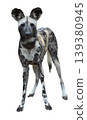 Close-up portrait of an African wild dog with large rounded ears 139380945