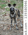 Close-up portrait of an African wild dog with large rounded ears, 139380946