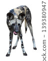 Close-up portrait of an African wild dog with large rounded ears 139380947