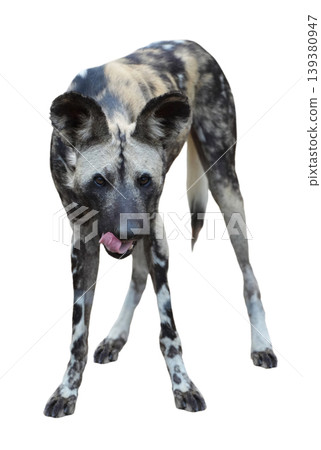 Close-up portrait of an African wild dog with large rounded ears Close-up portrait of an African wild dog with large rounded ears 139380947