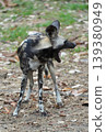 Close-up portrait of an African wild dog with large rounded ears, 139380949