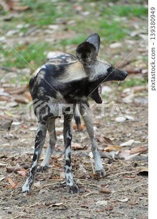 Close-up portrait of an African wild dog with large rounded ears, Close-up portrait of an African wild dog with large rounded ears, 139380949