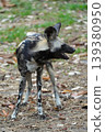 Close-up portrait of an African wild dog with large rounded ears, 139380950