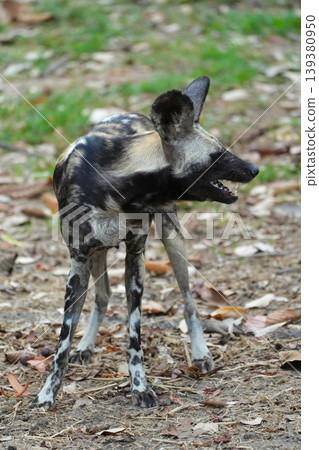 Close-up portrait of an African wild dog with large rounded ears, Close-up portrait of an African wild dog with large rounded ears, 139380950