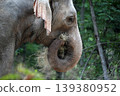Close up of Asian elephant using its trunk to eat hay 139380952