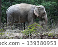 Asian elephant eating dry grass 139380953