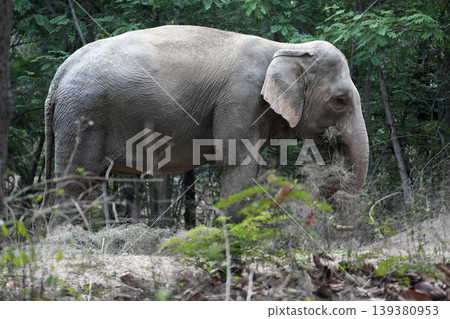 Asian elephant eating dry grass Asian elephant eating dry grass 139380953