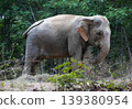 Asian elephant eating dry grass 139380954