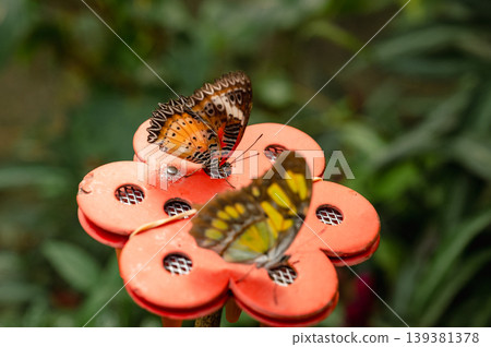 Close-Up of Red Lacewing Butterfly - Cethosia biblis 139381378