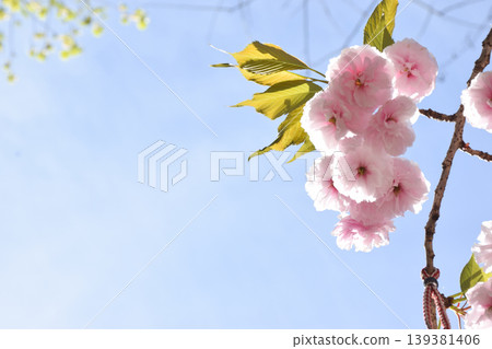A branch of cherry blossoms featuring pink flowers and green leaves stretches across a clear blue sky, showcasing the delicate petals and vibrant foliage in a serene natural setting A branch of cherry blossoms featuring pink flowers and green leaves stretches across a clear blue sky, showcasing the delicate petals and vibrant foliage in a serene natural setting 139381406