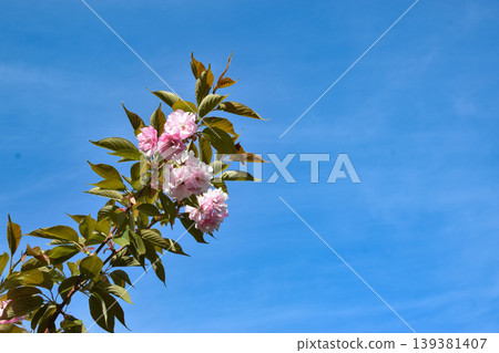 A branch of cherry blossoms featuring pink flowers and green leaves stretches across a clear blue sky, showcasing the delicate petals and vibrant foliage in a serene natural setting 139381407
