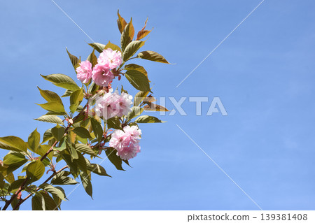 A branch of cherry blossoms featuring pink flowers and green leaves stretches across a clear blue sky, showcasing the delicate petals and vibrant foliage in a serene natural setting A branch of cherry blossoms featuring pink flowers and green leaves stretches across a clear blue sky, showcasing the delicate petals and vibrant foliage in a serene natural setting 139381408