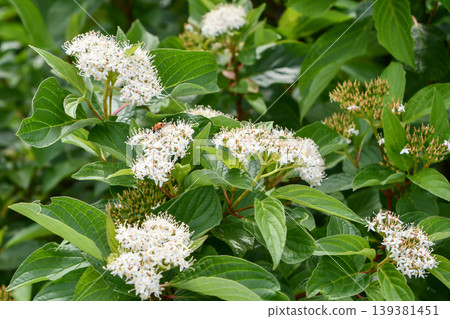 Siberian dogwood (Cornus kousa 'Siberica') Siberian dogwood (Cornus kousa 'Siberica') 139381451
