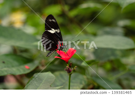 Close-Up of papilio lowi tropical butterfly Close-Up of papilio lowi tropical butterfly 139381465