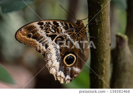 Owl Eye Butterfly - Caligo. Close-Up 139381468