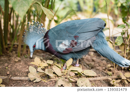 Goura victoria - Cowned pigeon. Close-Up Goura victoria - Cowned pigeon. Close-Up 139381479