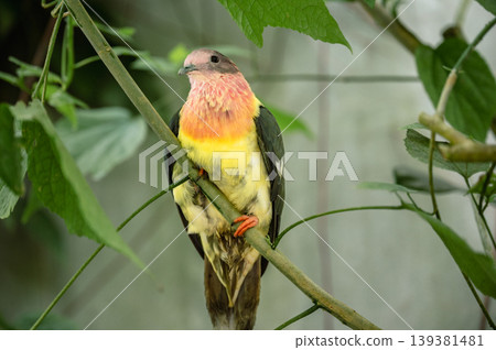 Pink-Headed Fruit Dove - Ptilinopus porphyreus Pink-Headed Fruit Dove - Ptilinopus porphyreus 139381481