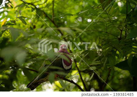 Pink-Headed Fruit Dove - Ptilinopus porphyreus Pink-Headed Fruit Dove - Ptilinopus porphyreus 139381485