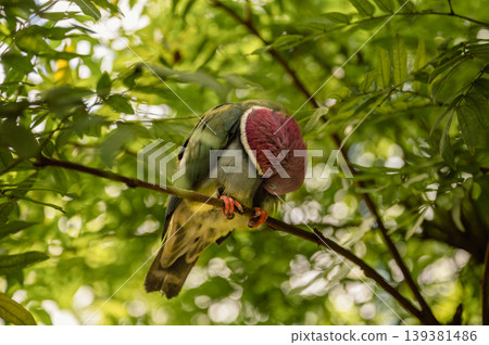 Pink-Headed Fruit Dove - Ptilinopus porphyreus Pink-Headed Fruit Dove - Ptilinopus porphyreus 139381486