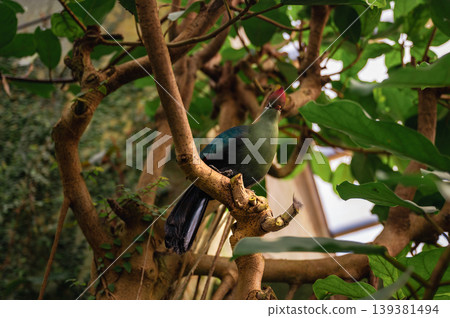 Fischer's Turaco, Tauraco fischeri 139381494