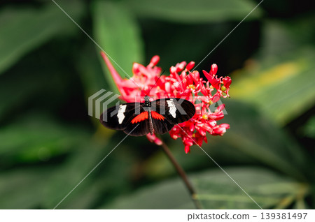 Close-Up of papilio lowi tropical butterfly Close-Up of papilio lowi tropical butterfly 139381497