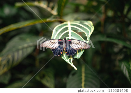 Close-Up of papilio lowi tropical butterfly Close-Up of papilio lowi tropical butterfly 139381498